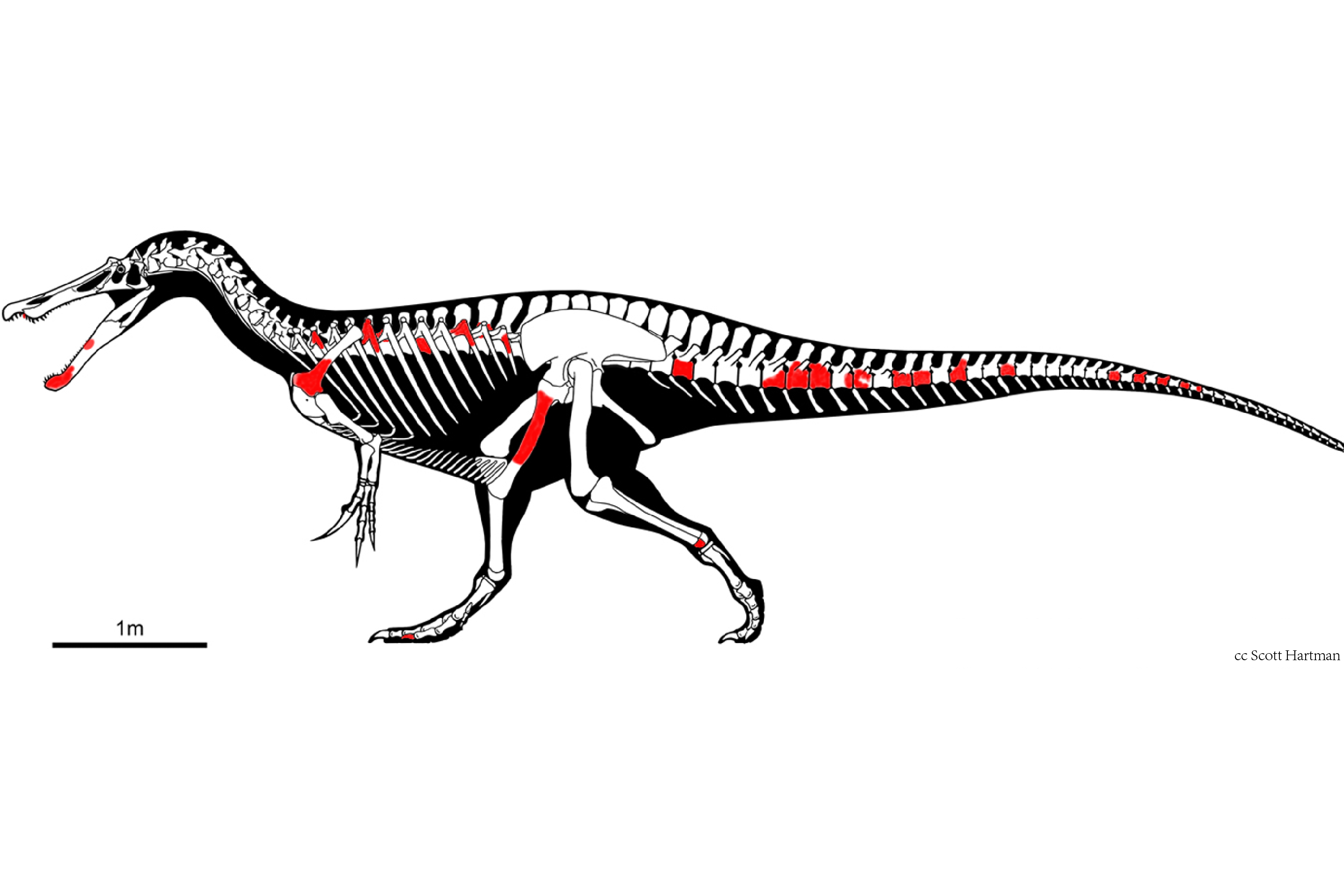 p data-id="sxl04fuch03z">伊比利亚棘龙是一种体型较大的棘龙类,其