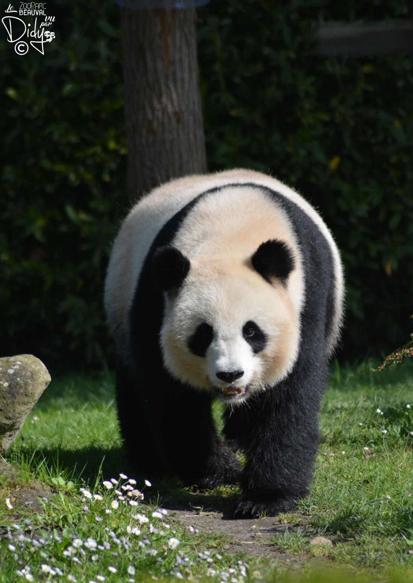 nb7faok">欢欢,雌性 a target="_blank" href="/item/大熊猫/34935"