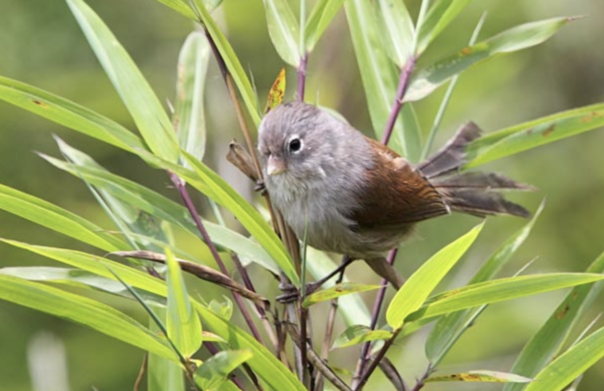  p>暗色鸦雀(学名: i>sinosuthora zappeyi /i>)是莺科,鸦雀属小型