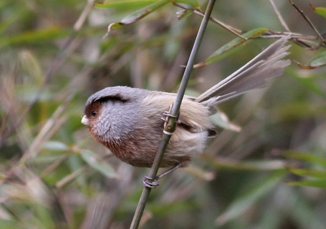  p>灰冠鸦雀(学名: i>sinosuthora przewalskii /i>)是莺科,鸦雀属