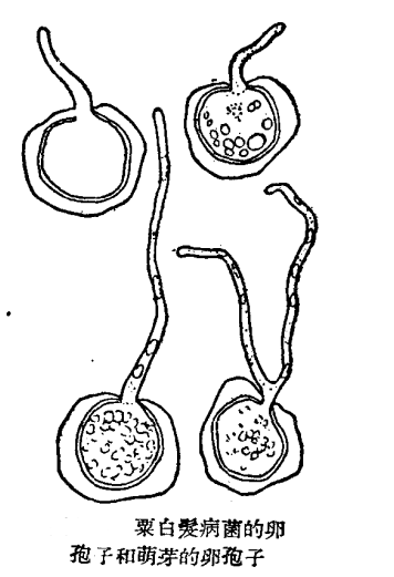 粟(谷子)白发病