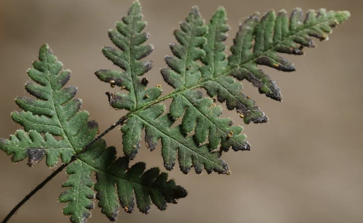 h. wright) ching)是中国蕨科,粉背蕨属植物.