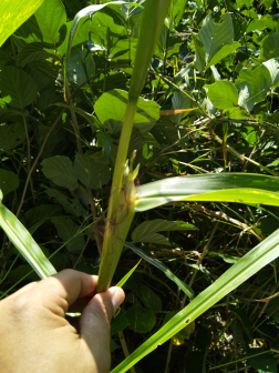大刍草（禾本科玉蜀黍属多年生草本植物）_百度百科