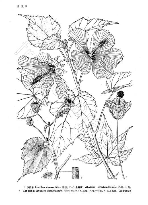 金铃花