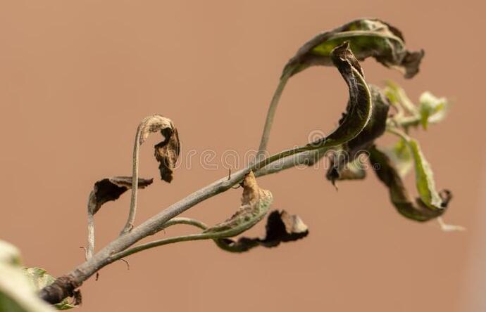  p>亚洲梨火疫病是由亚洲梨火疫病菌引起的,发生在 a target="_blank"