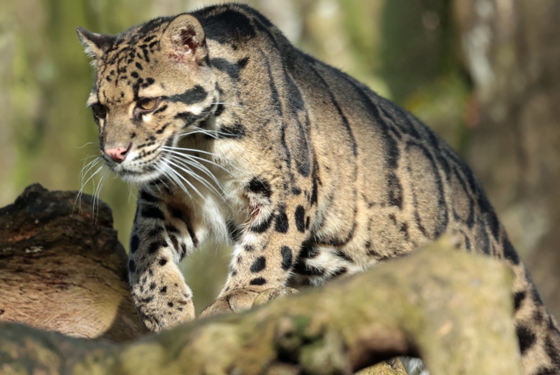  p data-id="gnt6vke8po">云豹( i>neofelis nebulosa /i>):猫科,云豹