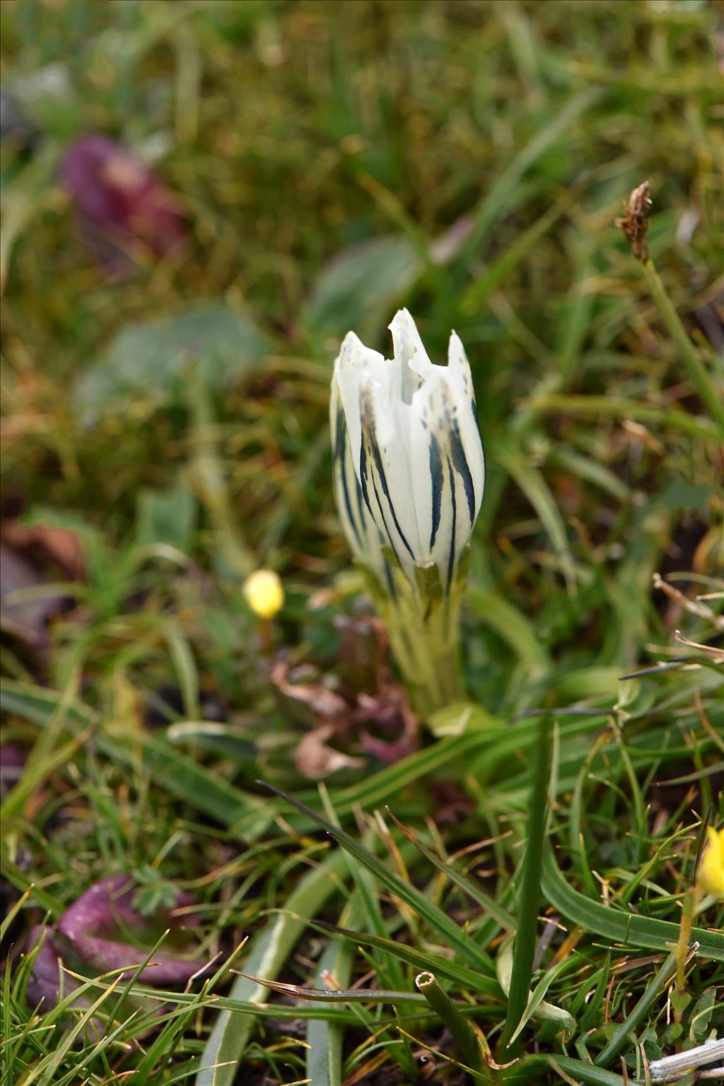 是龙胆科,龙胆属多年生 a target="_blank" href="/item/草本/541966