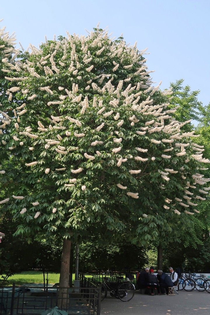 4867192" data-lemmaid="4867192">无患子科 /a>七叶树属的落叶乔木 a