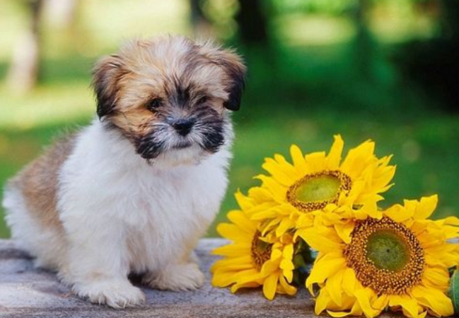 拉萨犬 高原庙宇的 长发守卫者 百科ta说