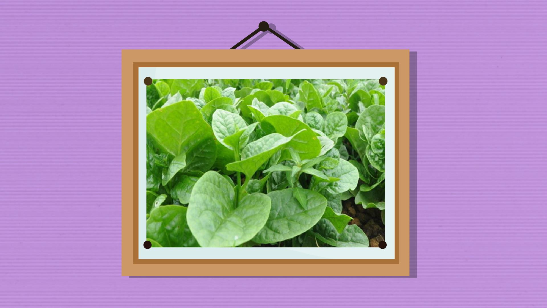 一分钟了解猫耳菜