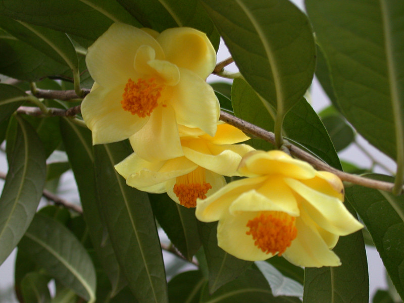 金花茶(原变种)