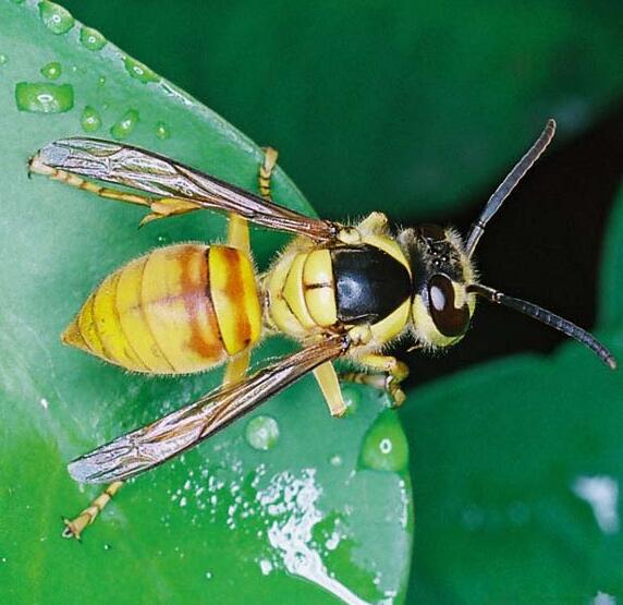  p>黑盾胡蜂(学名: i>vespa bicolor /i>)是胡蜂科,胡蜂属动物.
