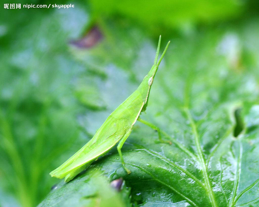的动物,又称 a target="_blank" href="/item/真体腔动物/7647596"