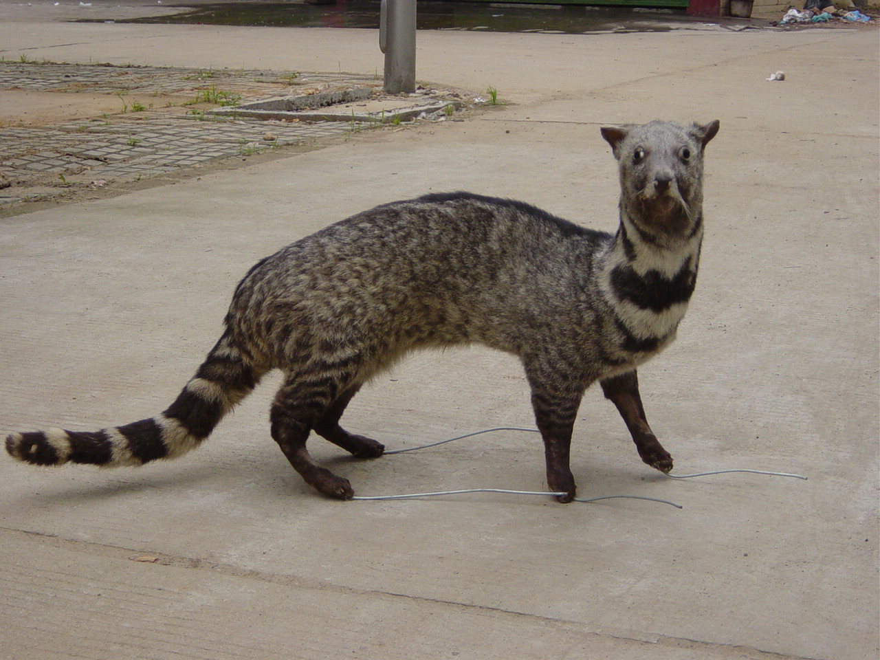 大灵猫华东亚种