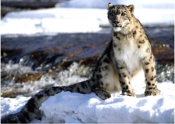  p>雪豹(panthera uncia 或 uncia uncia,英语:snow leopard),是一种