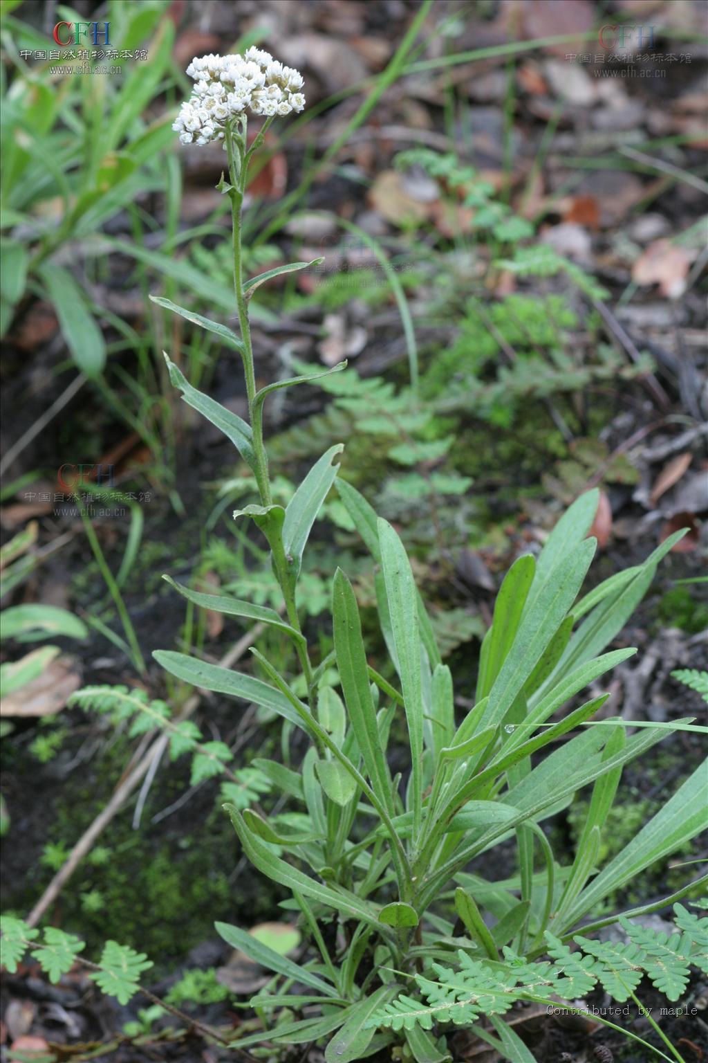 ling)为香青属植物.