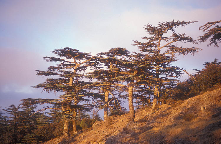  p>短叶雪松(学名:cedrus brevifolia)常绿乔木,树冠尖塔形,大枝平展