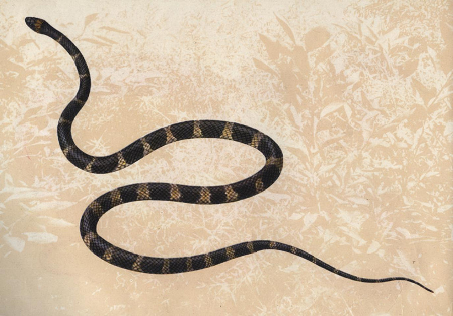  p>黑背白环蛇(学名: i>lycodon ruhstrati /i>)为游蛇科白环蛇属的