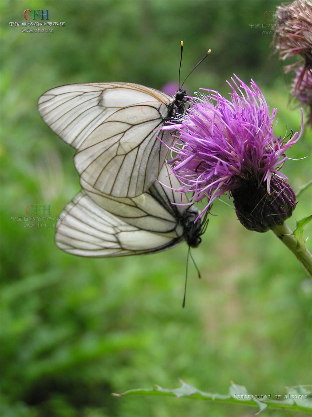  p>刺苞蓟(学名:cirsium henryi (franch.