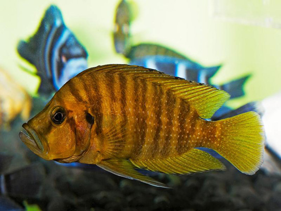  p>金头珍珠虎是一种淡水鱼类的小型慈鲷,活动于石块之间,亦叫黄金 a