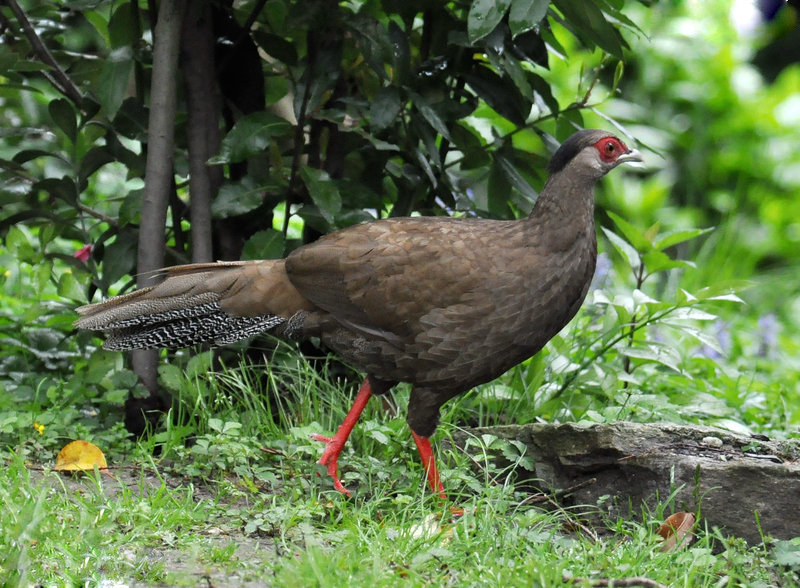 46ostbi">白鹇(学名: i>lophura nycthemera /i>):是雉科鹇属大型鸡类