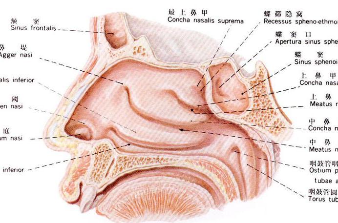 href="#" data-lemmaid="9945292">鼻腔 /a>外侧壁的骨性解剖结构,有