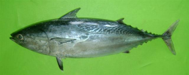  /p> p>体呈纺锤形,粗壮,体长达60厘米.