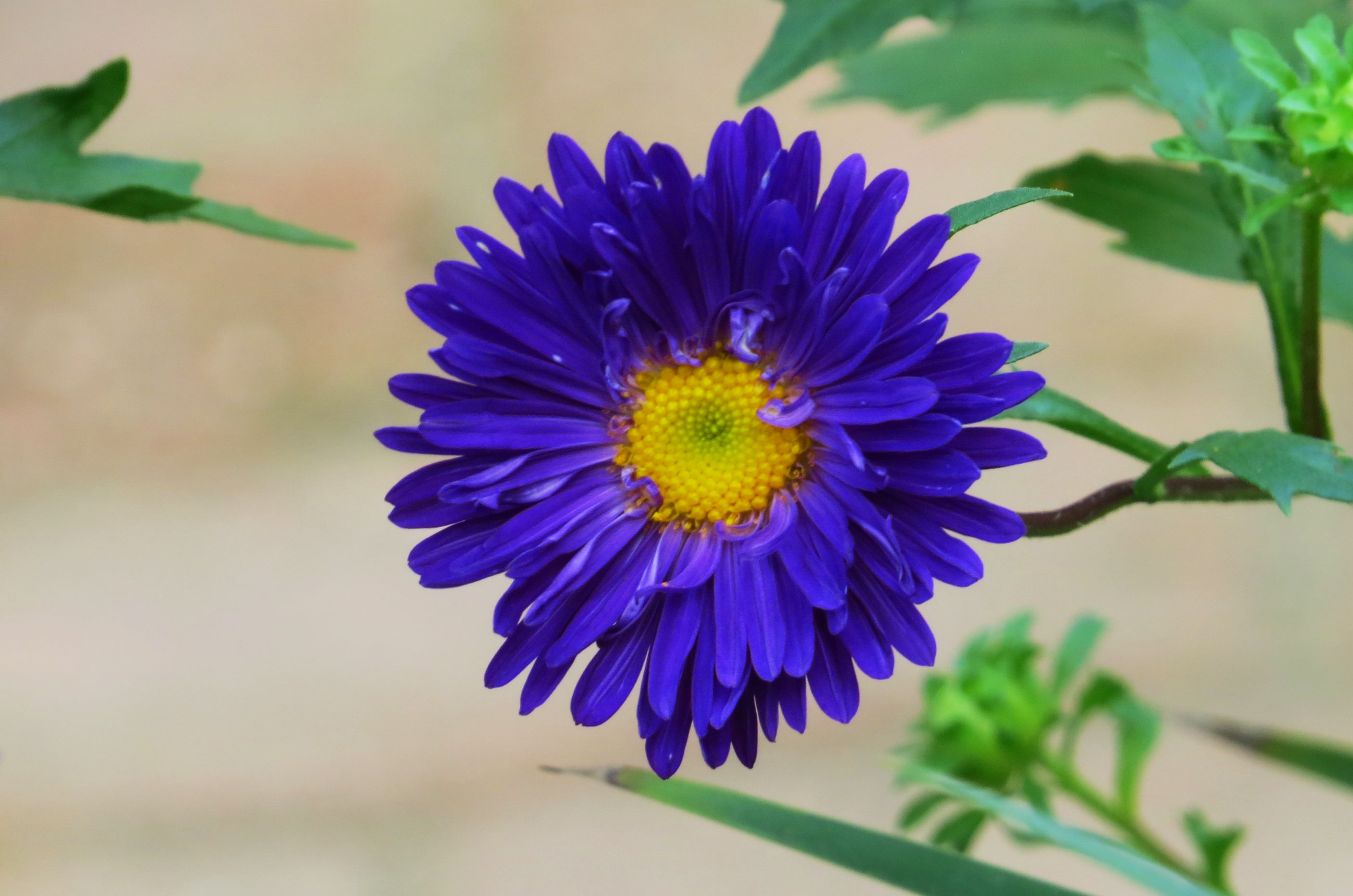  p>翠菊(学名: i>callistephus chinensis /i> (l.