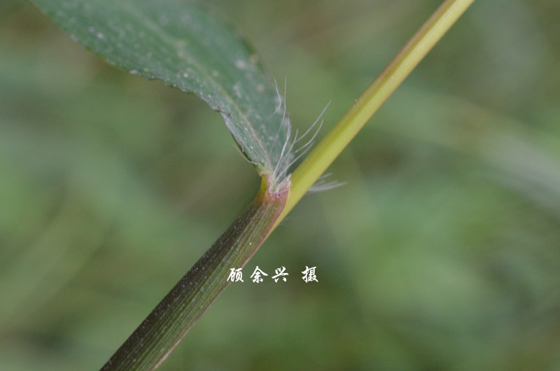 叶鞘短于其节间,鞘口具柔毛;叶舌截形,长约0.