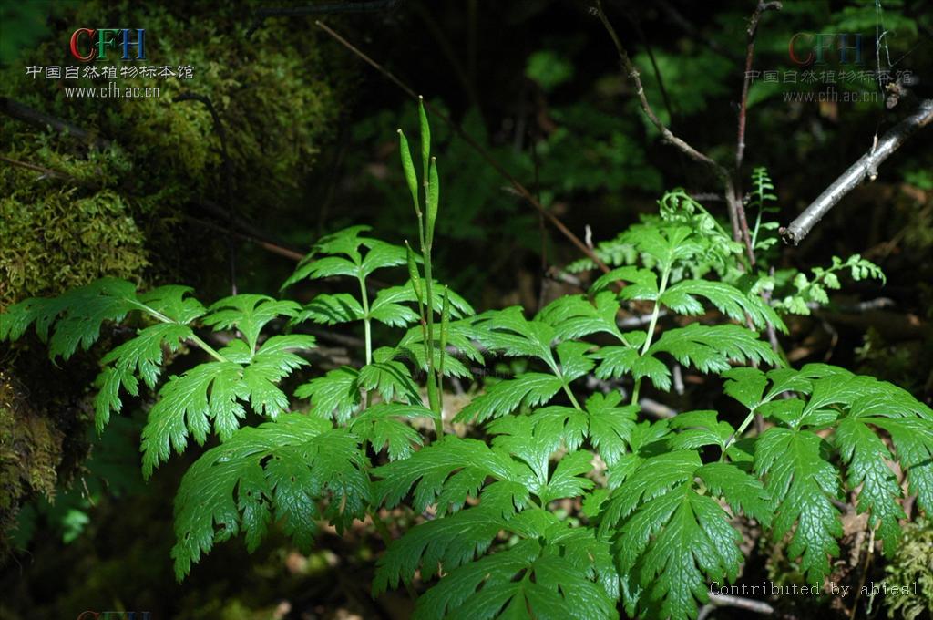 是毛茛科下的一个属,黄三七属植物有1种,分布于我国西南和 a hre"="