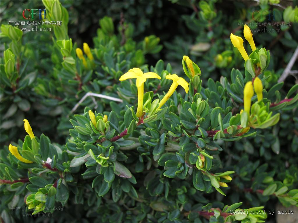  p> a href="#" data-lemmaid="1942905">橙花瑞香 /a>,别名:云南瑞香