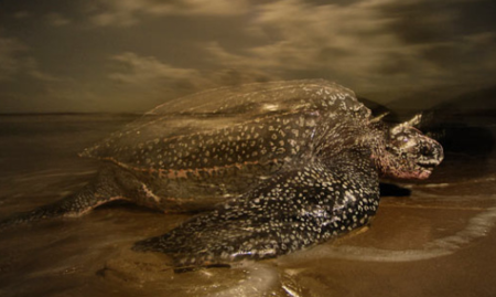 太平洋绿龟,体重在150公斤左右,幼龟不及它