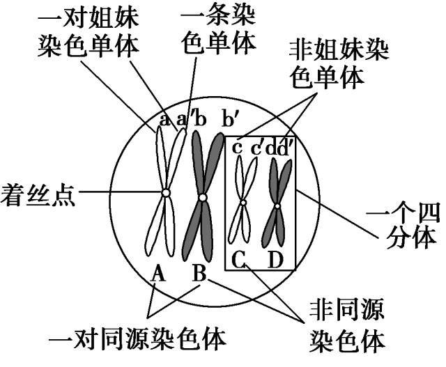 非姐妹染色单体