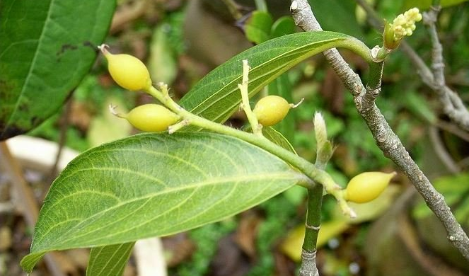  p>白颜树属(学名:gironniera gaud.