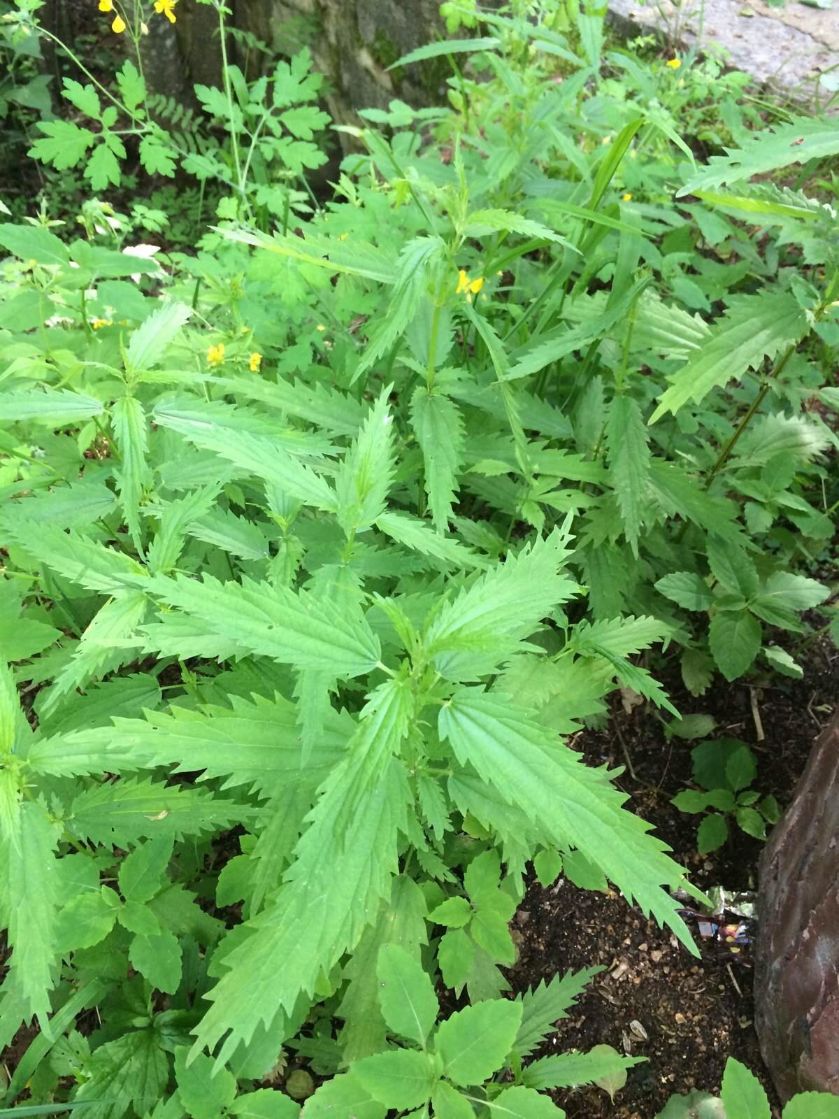  p>滇藏荨麻(学名: i>urtica maire /i>i levl.