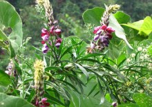 葛花提取物 百度百科