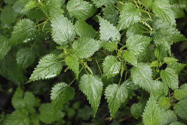 荨麻属