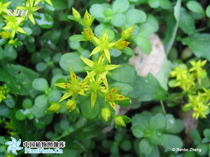  p>凹叶景天(拉丁文名: i>sedum emarginatum migo /i>)别名: a href=