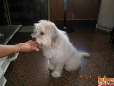 拉萨犬