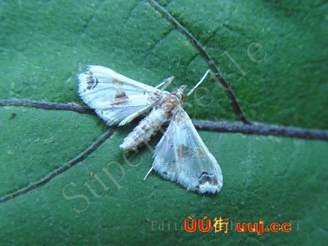  p>昆虫名,为鳞翅目,螟蛾科;是中国南方地区茄子的重要害虫,也能为害