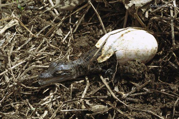  p>湾鳄(学名: i>crocodylus porosus /i>)是鳄科,鳄属的一种鳄鱼.