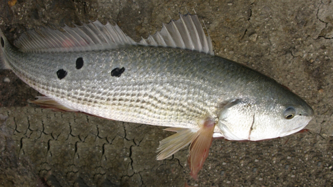  a href="#" data-lemmaid="8299062">红拟石首鱼 /a>,红鼓鱼,黑斑