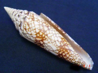 milneedwardsi milneedwardsi)壳体细长,花纹网格状,清晰美丽,贝壳