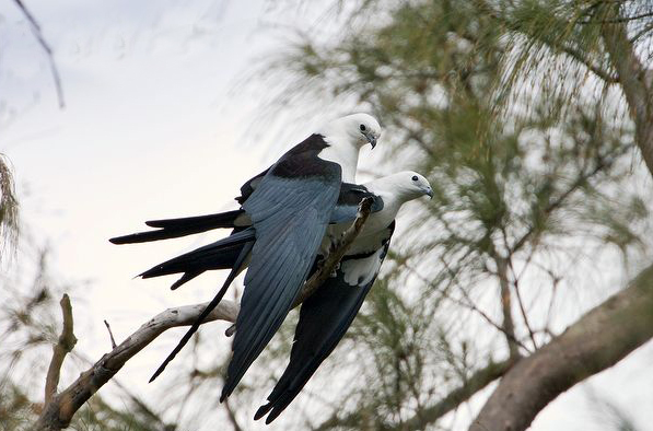  p>燕尾鸢(学名: i>elanoides forficatus /i>)为鹰科的 a href="#"