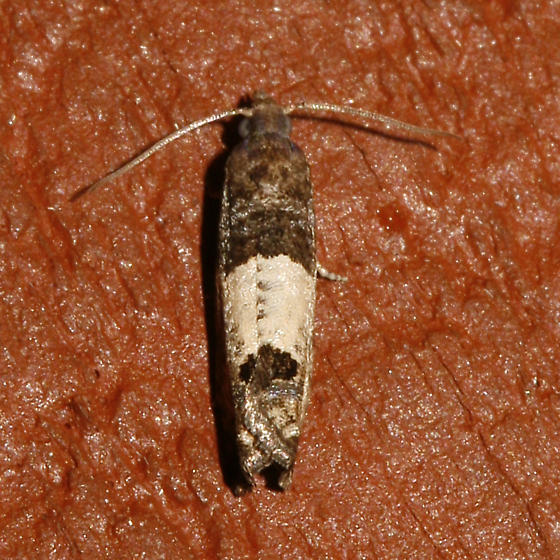  p>苹白小卷蛾(学名:spilonota ocellana)又称苹果白卷叶蛾,苹白卷蛾