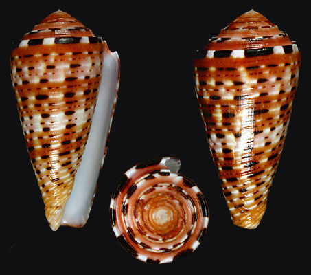  p>彩虹芋螺(学名:pionoconus aurisiacus)壳表有浅红色横带,贝壳厚实