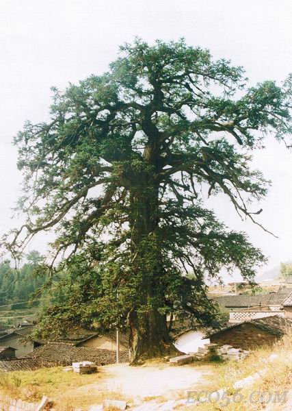 福建杉木王