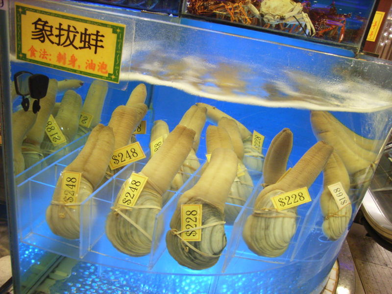 象拔蚌