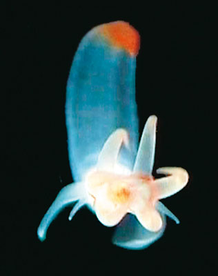  p>冰海天使是指一种浮游软体动物,裸海蝶, a href="#" data-lemmaid=