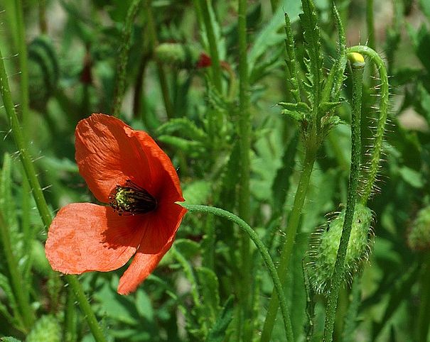  p>黄果汁罂粟是一种毛茛目,罂粟科类生物,一年生或两年生草本,茎直立